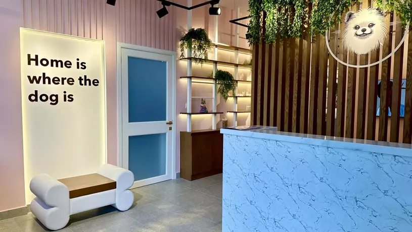 Бьюти для питомцев в Gallagroom: в Дубае открылся груминг-салон