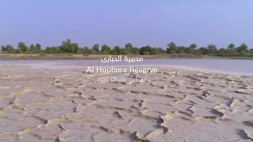 Заповедник The Houbara | Природные чудеса ОАЭ